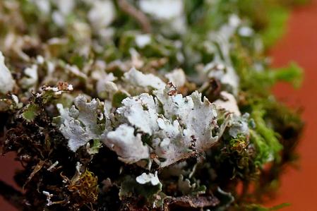 Cladonia foliacea .