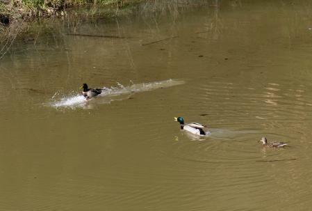 El macho se dirige hacia el macho intruso.