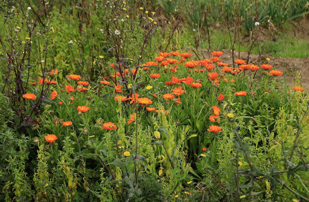 La primavera impaciente de Barcelona.