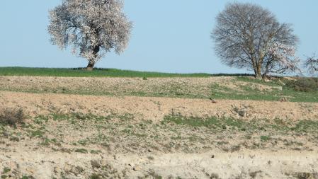 Reto visual: ¿Eres capaz de ver al milano real?