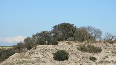 Solución del reto de los milanos y el o busardo ratonero.