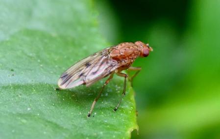La mosca de la fruta, en las hojas de las calas.