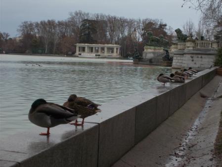 Patos bajo la lluvia en El Retiro.