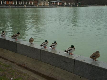 Patos bajo la lluvia en El Retiro.