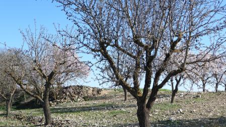 Reto visual: ¿Puedes ver al colirrojo tizón en esta foto?