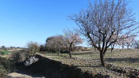 La posición del colirrojo tizón señalizada.