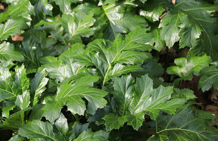 Micropaisaje de Sant Esteve de Palautordera.