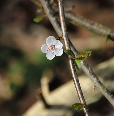 Micropaisaje de Sant Esteve de Palautordera.