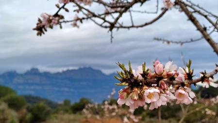 El mirador de los almendros de Montserrat, en Rellinars.