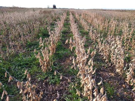 Brasil es el primer productor de soja y azúcar del mundo .