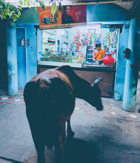 Una vaca en la calle, delante de una tienda, en la India