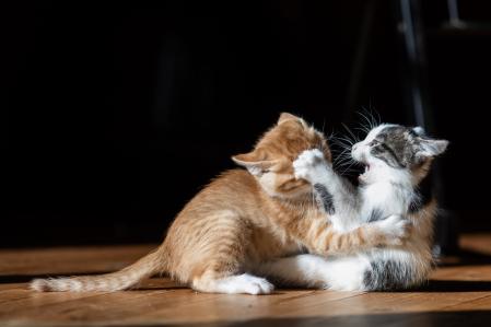 Si tu gato es agresivo, no lo castigues ni lo fuerces a cambiar de inmediato