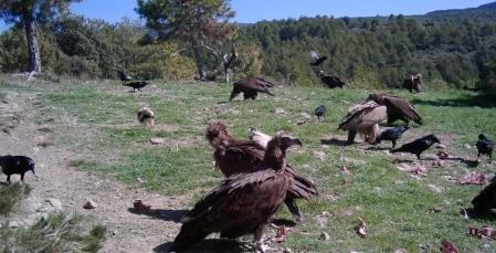 Buitres comiendo en un punto de alimentación de alimentación suplmentaria.