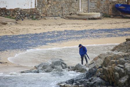 Velellas en Calella de Palafrugell.