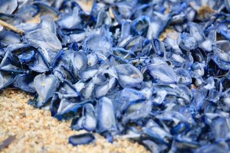 Velellas en Calella de Palafrugell.