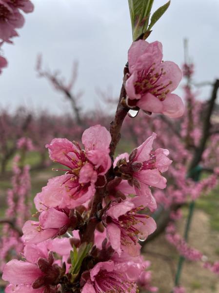 Melocotoneros en flor en un campo de Aitona.