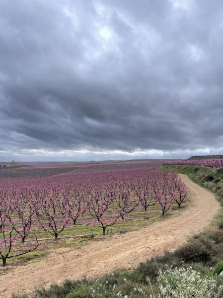 Melocotoneros en flor en un campo de Aitona.