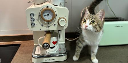 Hasta mi gata se vio atraída por el aroma a buen café