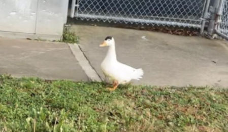 Bernice se coló sin que nadie se diera cuenta