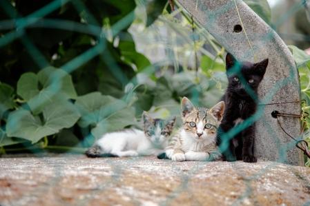 Joana ha dedicado su vida a la gestión de colonias felinas