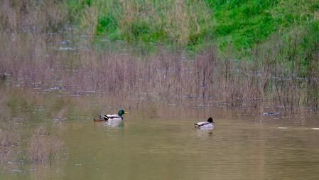 Patos en las aguas del pantano de Vallvidrera.