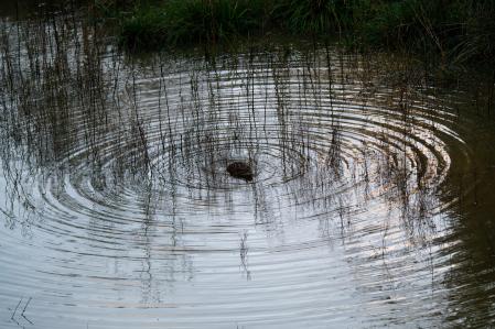 La hembra sola, alimentándose y aparentemente ajena al conflicto de su pareja con su rival.
