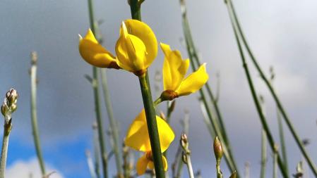 La ginesta ya luce en los campos de los alrededores de Terrassa.