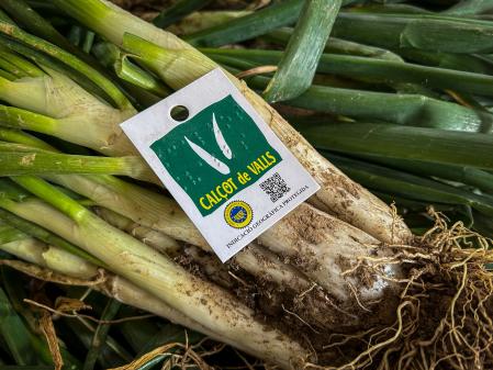Calçots etiquetados con la IGP Calçot de Valls