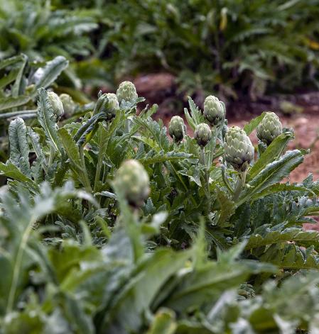 Alcachofa del Prat, que está de temporada