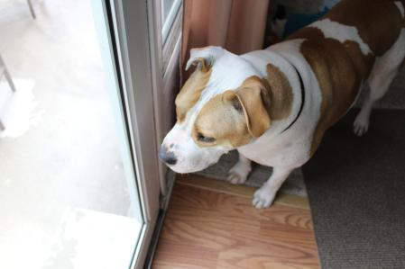 La epilepsia es una enfermedad neurológica que provoca convulsiones recurrentes en los perros