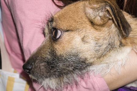 Hay varias razones por las que un perro puede desarrollar epilepsia, y una de las más importantes es la genética