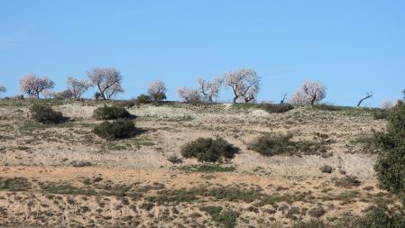 Reto visual: ¿Eres capaz de encontrar a los dos conejos?