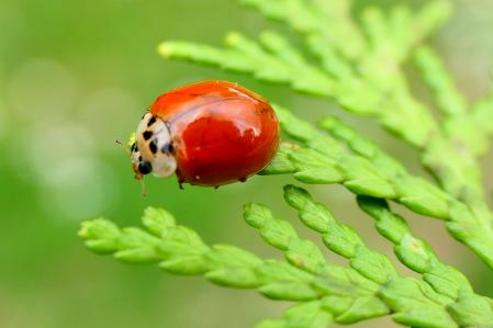 Mariquita asiática.