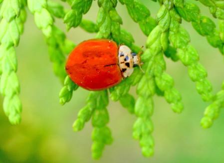 Mariquita asiática.