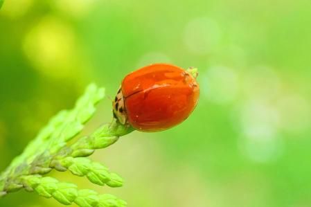 Mariquita asiática.