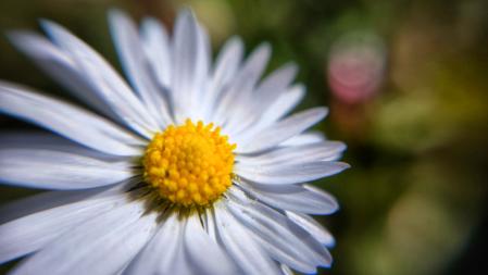El paraíso primaveral de la Font Moixina.