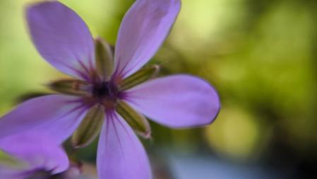 El paraíso primaveral de la Font Moixina.