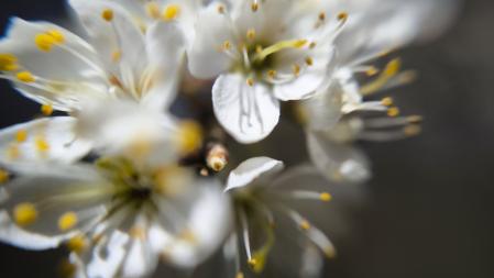 El paraíso primaveral de la Font Moixina.