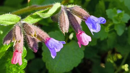 El paraíso primaveral de la Font Moixina.