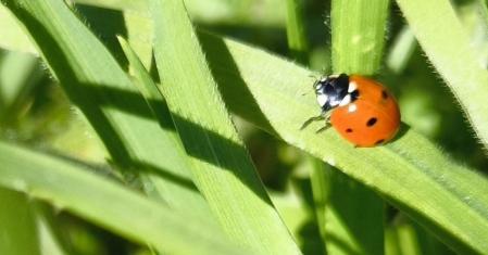El paraíso primaveral de la Font Moixina.