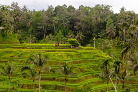 Las terrazas de arroz de Tegalalang son una de las maravillas de Bali