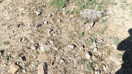 Reto visual: ¿Dónde está la Vanessa Cardui?