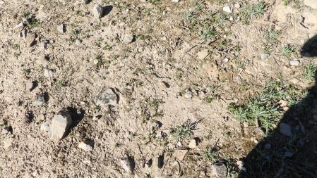 Reto visual: ¿Encuentras a la mariposa?