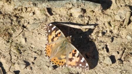 La Vanessa Cardui de cerca.