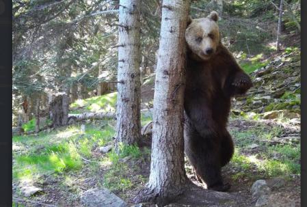 Los rastros de pelo dejados por los osos en los árboles, com este captado en verano de 2024, sirven a los técnicos para el seguimiento de la especie