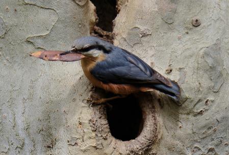 Ejemplar de Sitta Europaea (trepador azul) acolchando con hojas secas la oquedad del tronco de un plátano para adecentar su nido.