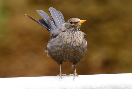 Ave retratada en el pantano de Vallvidrera.