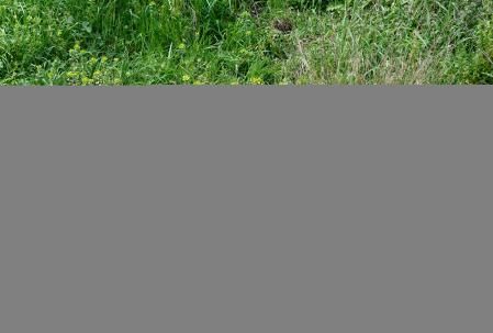 El pato de collar pasa junto a un perro.