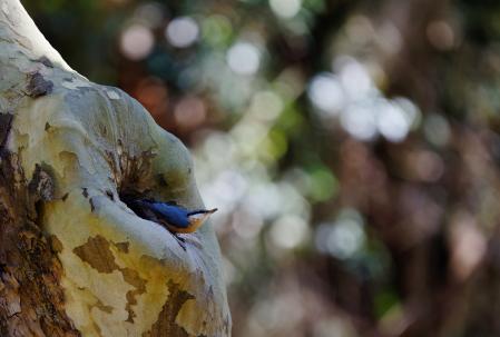 Ejemplar de Sitta Europaea (trepador azul) utilizando la oquedad del tronco de un plátano para hacer su nido.