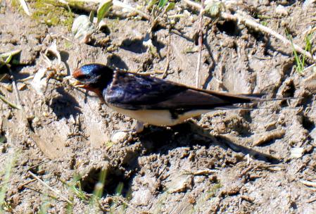 Golondrinas en el pantano de Vallvidrera.